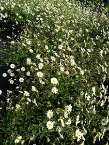 Erigeron karvinskianus 2L - image 4