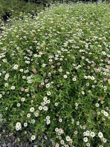 Erigeron karvinskianus 2L - image 3