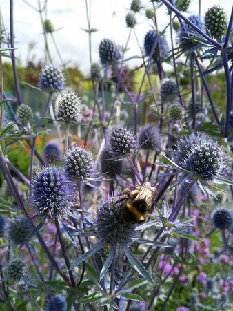 Eryngium planum 2L - image 2