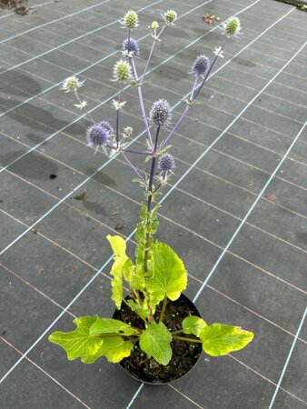 Eryngium planum 2L - image 1
