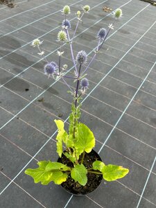 Eryngium planum 2L - image 1