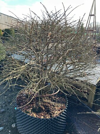 Euonymus alat. 'Compactus' 1m Ball  Wire RB - image 1