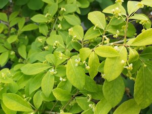 Euonymus alat. 'Compactus' 1m Ball  Wire RB - image 2