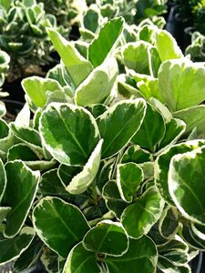 Euonymus jap. 'Kathy' 3L
