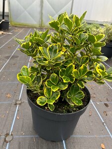 Euonymus jap. 'Ovatus Aureus' 10L