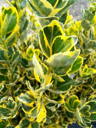 Euonymus jap. 'Ovatus Aureus' 10L - image 2