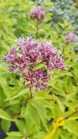 Eupatorium mac. 'Atropurpureum' 3L - image 2