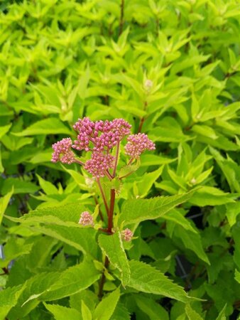 Eupatorium mac. 'Atropurpureum' 3L - image 1
