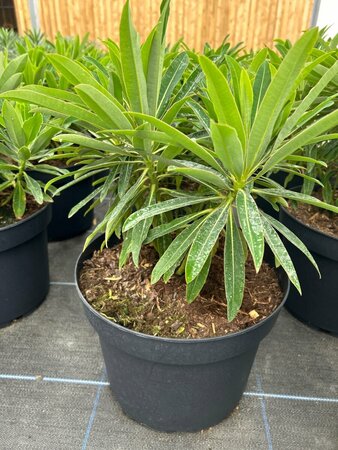 Euphorbia mellifera 10L - image 2