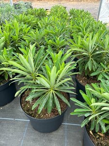Euphorbia mellifera 10L - image 3