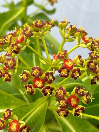 Euphorbia mellifera 10L - image 1