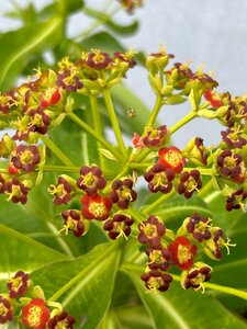 Euphorbia mellifera 10L
