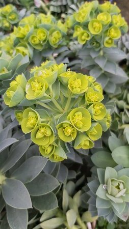 Euphorbia myrsinites 2L - image 3