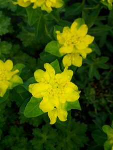 Euphorbia polychroma 2L - image 2