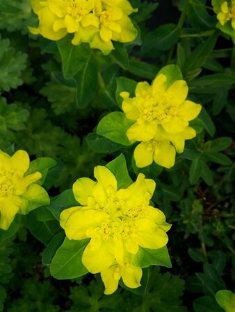 Euphorbia polychroma 2L - image 3