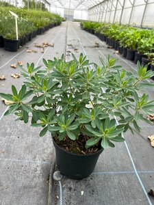 Euphorbia polychroma 2L - image 1