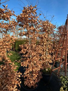 Fagus syl. 'Atropunicea' 2.5M 60CM X 60CM Column  150L Airpot - image 2