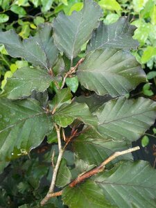 Fagus syl. 'Atropunicea' Extra-Hstd 25/30 Wire RB