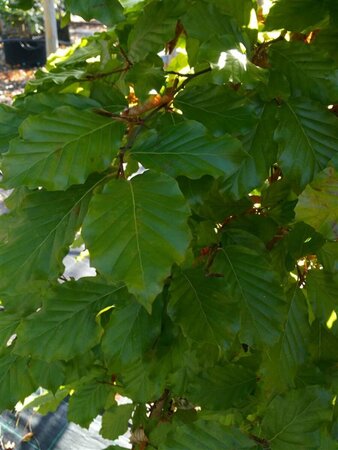 Fagus sylvatica 1.8M 10/12 Wire RB 1.8 x 1.2m Pleach