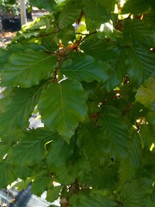 Fagus sylvatica 175-200 Bare Root