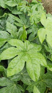 Fatsia japonica 10L