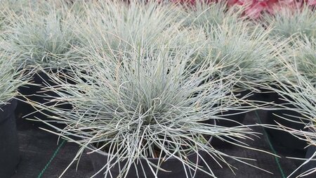 Festuca glauca Elijah Blue 2L - image 2