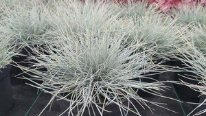 Festuca glauca Elijah Blue 2L - image 2