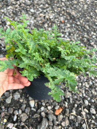 Filipendula vulgaris Plena 3L