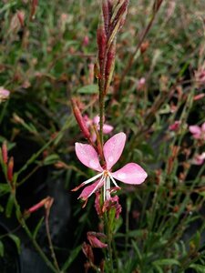 Gaura lindh. Geyser Pink 2L