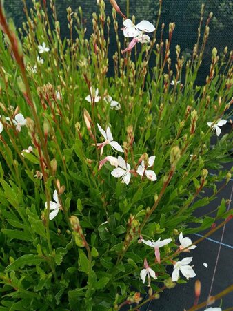 Gaura lindh. 'Whirling Butterflies' 2L - image 1