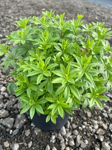 Galium odoratum 2L
