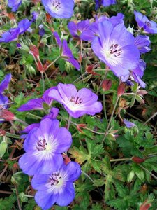 Geranium 'Azure Rush' 2L - image 2