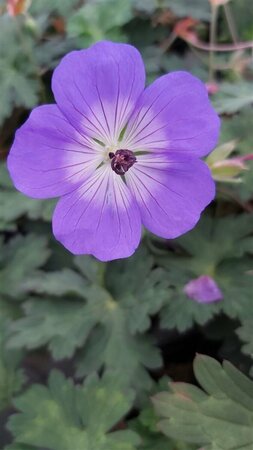 Geranium 'Azure Rush' 2L - image 1