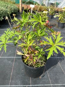 Geranium 'Brookside' 2L