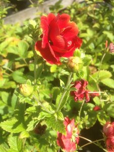 Geum chiloense 'Mrs Bradshaw' 2L