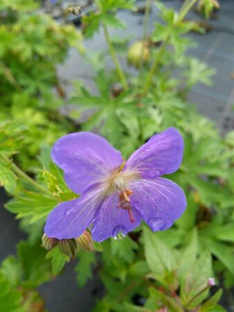 Geranium 'Johnson's Blue' 2L - image 1
