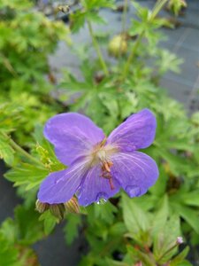Geranium 'Johnson's Blue' 2L - image 1