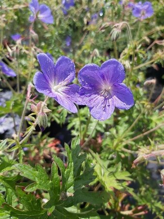 Geranium 'Johnson's Blue' 2L - image 2