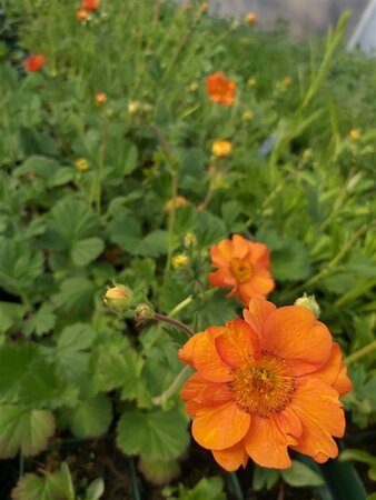 Geum 'Prinses Juliana' 2L - image 2