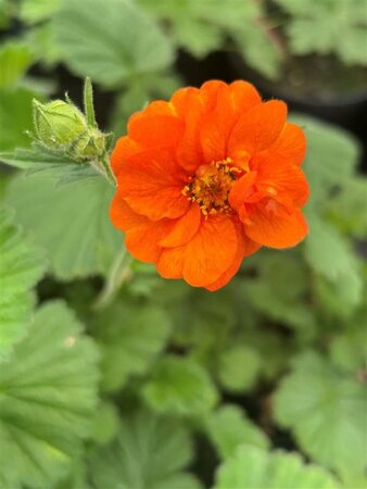 Geum 'Prinses Juliana' 2L - image 1