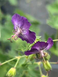 Geranium phaeum Lily Lovell 2L