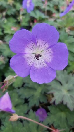 Geranium Rozanne 2L - image 1