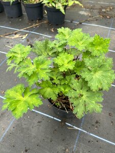 Geranium Rozanne 2L - image 3