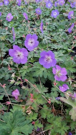 Geranium Rozanne 2L - image 2