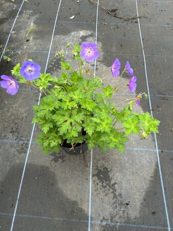 Geranium Rozanne 2L - image 4