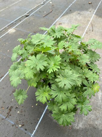 Geranium sanguineum 2L - image 2