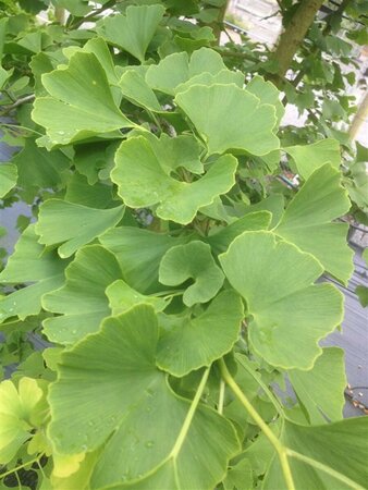 Ginkgo biloba SELECT STD 10/12 80L Airpot - image 1