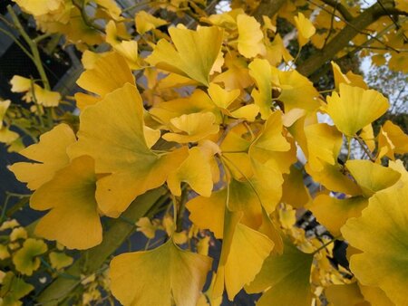 Ginkgo biloba SELECT STD 10/12 80L Airpot - image 2