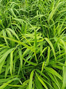 Hakonechloa macra 3L