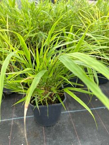 Hakonechloa macra 3L - image 3